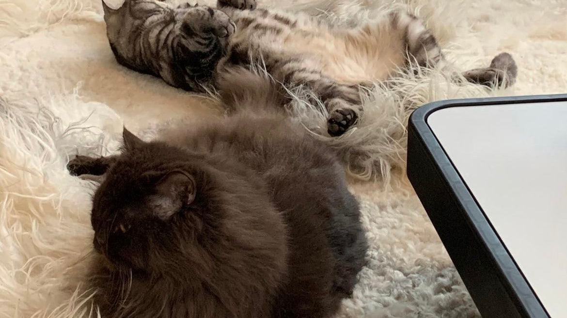 De Medische Voordelen van Schapenvachten voor Mens en Dier