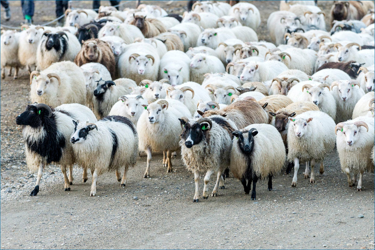 IJslandse schapenvachten