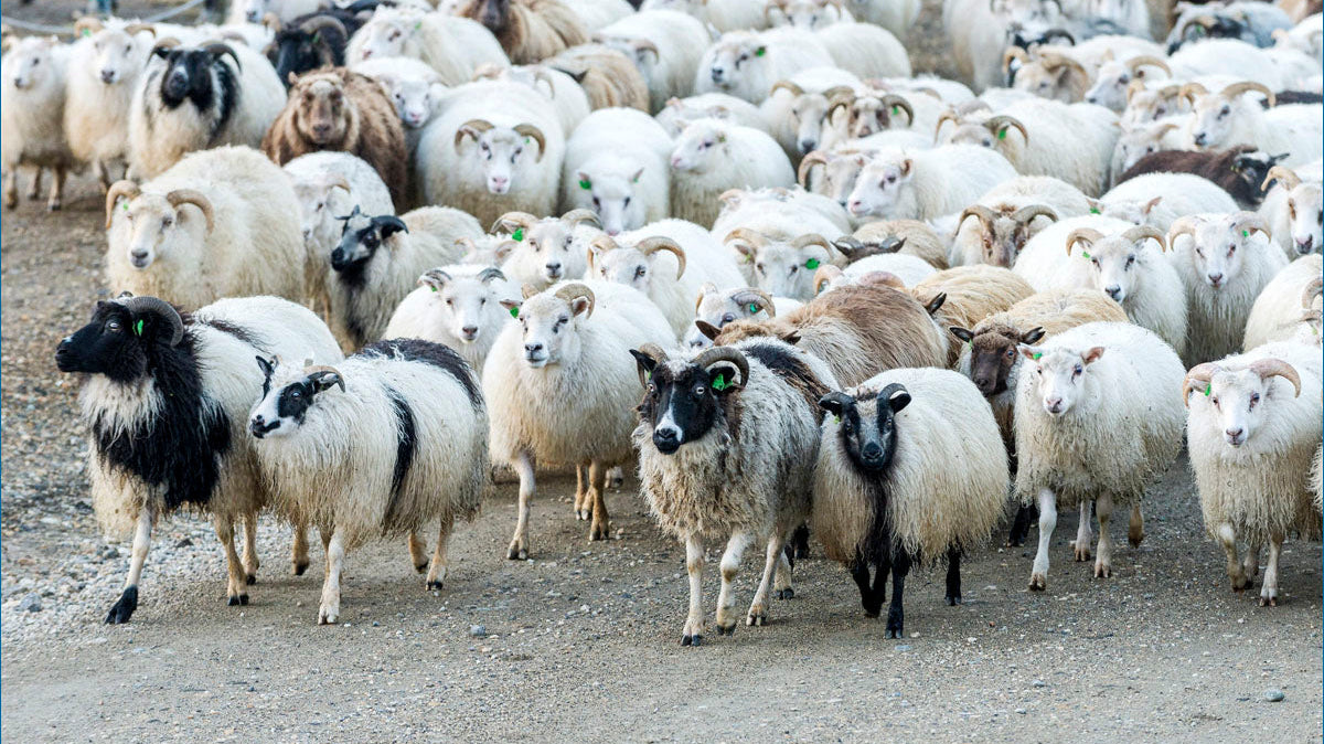 IJslandse schapen in het hoogland van IJsland