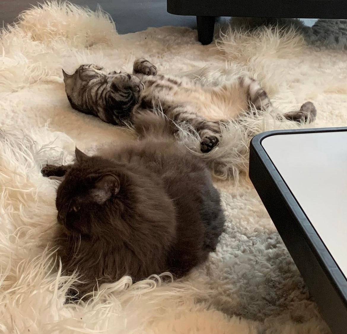 De Medische Voordelen van Schapenvachten voor Mens en Dier