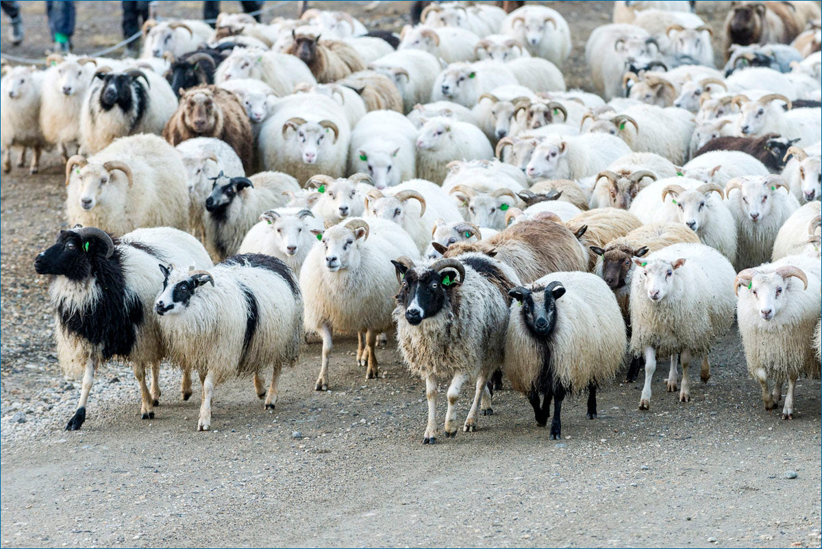 IJslandse schapen in het hoogland van IJsland
